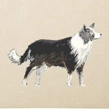 Border kólia kreslená