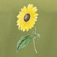 Slnečnica otočená