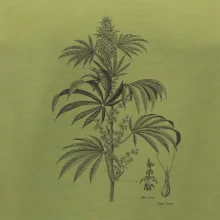 Konope kvietok čiernobiely  