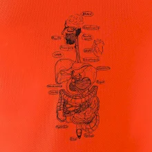 Skica ľudských orgánov