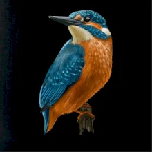 Ľadnáčik kreslený Ľadnáčik kreslený