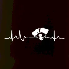 Jack Russell Teriér hrubosrstý Ekg