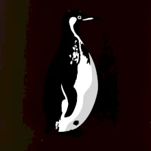 Tučniak čiernobiely z boku