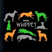 Whippet farebný