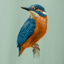 Ľadnáčik kreslený Ľadnáčik kreslený