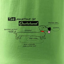 Jazvečík - Anatómia