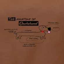 Jazvečík - Anatómia