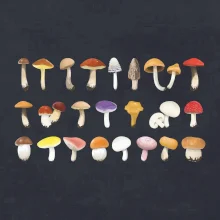 Huby farebné Huby farebné