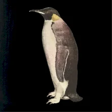 Tučniak kreslený vodovými farbami