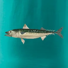 Makrela obecná Makrela obecná