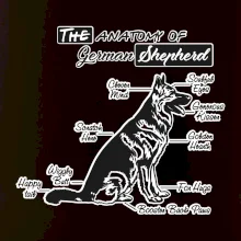 Nemecký ovčiak - Anatómia Nemecký ovčiak - Anatómia