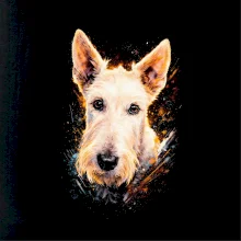 Obrázok poltón Škótsky teriér