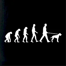 Evolúcia pes stavač Evolúcia pes stavač