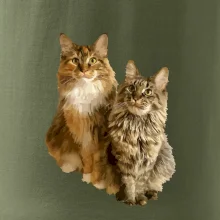 Mačky vectorizované (Moňas)