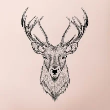 Jeleň kresba