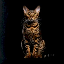 Bengálska mačka čierna fotka