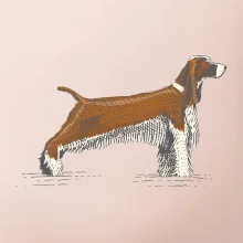 Vintage Springer spaniel