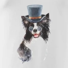 Border kólia v klobúku Border kólia v klobúku