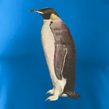 Tučniak kreslený vodovými farbami