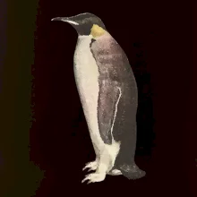 Tučniak kreslený vodovými farbami