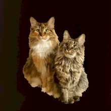 Mačky vectorizované (Moňas)