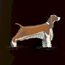 Vintage Springer spaniel