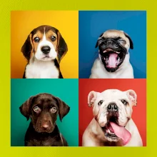 Psi šteňatá koláž