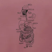 Skica ľudských orgánov