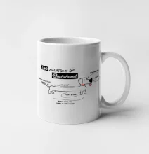 Jazvečík - Anatómia