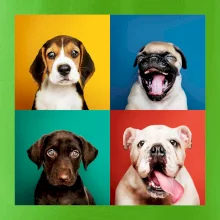 Psi šteňatá koláž