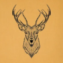 Jeleň kresba