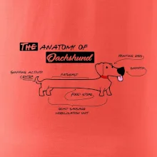 Jazvečík - Anatómia