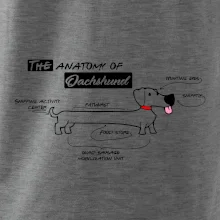 Jazvečík - Anatómia