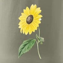 Slnečnica otočená