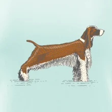 Vintage Springer spaniel