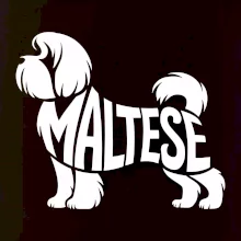 Maltézsky psík nápis v tele