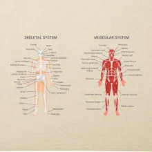 Skelet and Moscular system