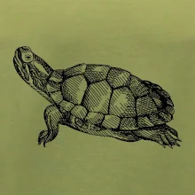 Ceruzkou kreslená korytnačka