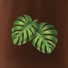 Monstera - dva listy