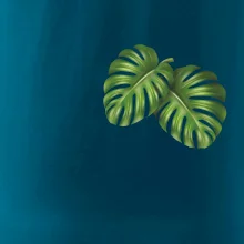 Monstera listy na prsu