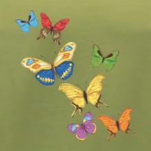 Farebné motýle