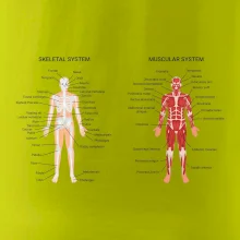 Skelet and Moscular system Skelet and Moscular system