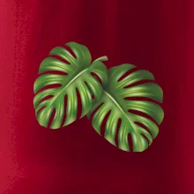 Monstera - dva listy