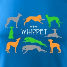 Whippet farebný