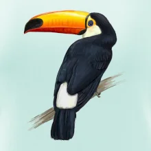 Tukan kreslený
