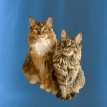 Mačky vectorizované (Moňas)