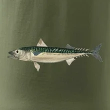 Makrela obecná Makrela obecná