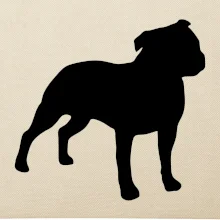 Americký stafordšírsky teriér Na prsníku