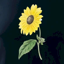 Slnečnica otočená