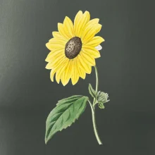 Slnečnica otočená